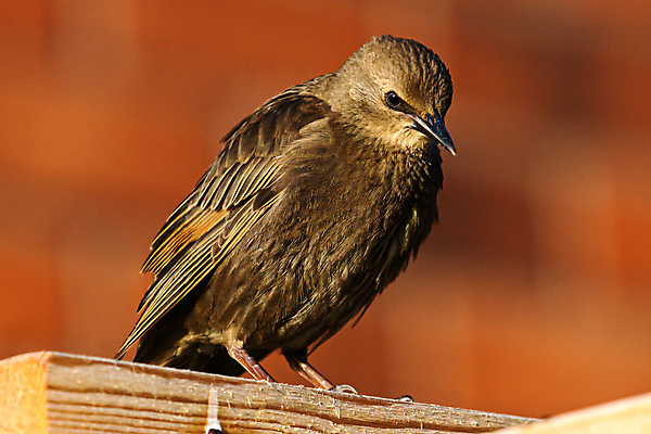 포토 JPG 해외이미지 동물 야생동물 날개 자연 조류 잉글랜드 사람없음 야외 사진촬영 배고픔 깃털 그림 싸움 부리 내추럴 수유 해외포토 모션 영국 촬영 생태계 파일형식 이미지허브