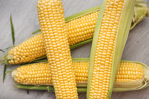 포토 JPG 해외이미지 식물 음식 백그라운드 잎 농업 채소 재료 탁자 건강 옥수수 사람없음 목재 가로 초록색 농작물 농장 노란색 침묵 수확 껍질 시골 신선 그룹 황금 달콤 낟알 배열 유기농 질감 알맹이 날것 팝콘 내추럴 숙성 채식주의자 해외포토 나무 웰빙 산업 컬러 가구 곡류 소리 맛 채식 파일형식 이미지허브