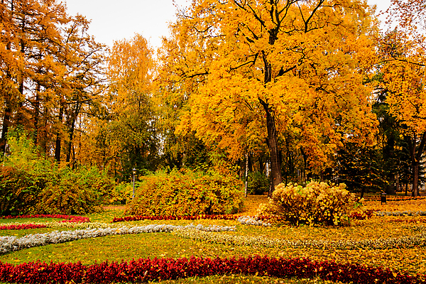 포토 JPG 해외이미지 주간 공원 단풍 낙엽 단풍나무 풍경 사람없음 야외 주황색 가을 화단 해외포토 자연요소 나무 계절 공공시설 컬러 잎 파일형식 이미지허브