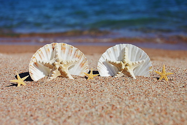포토 JPG 해외이미지 주간 모래 불가사리 해변 사람없음 야외 여름 조개껍데기 해외포토 자연요소 계절 바다 조개 극피동물 파일형식 이미지허브