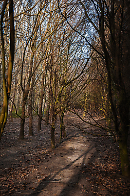 포토 JPG 해외이미지 주간 나무 영어 공원 유럽 길 야생동물 자연 조류 영국 사람없음 초록색 여름 햇빛 태양 갈색 걷기 환경 봄 하이킹 가을 나뭇가지 시골 보호 숲 큼 오솔길 요크셔테리어 버드나무 좁은 먼지 나무껍질 진흙 서식지 일반 내추럴 벌거벗은 삼림지대 얇은 전국 해외포토 자연요소 식물 동물 문자 계절 공공시설 나라 컬러 컨셉 모션 레저 껍질 크기 테리어 생태계 파일형식 이미지허브