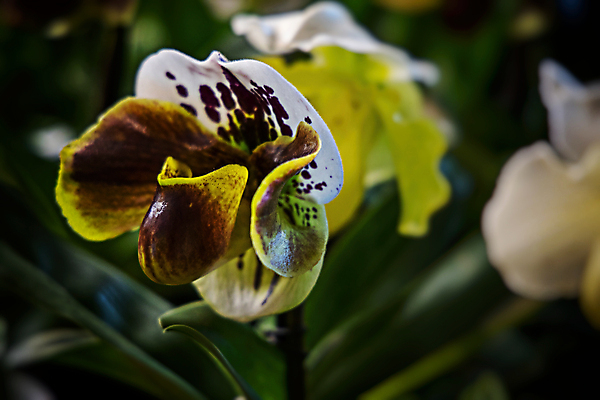 포토 JPG 해외이미지 식물 꽃잎 꽃 백그라운드 잎 꽃무늬 자연 사람없음 장식 초록색 빛 어둠 벚꽃 난초 원예 내추럴 흥미 해외포토 컬러 컨셉 무늬 취미 생태계 파일형식 이미지허브