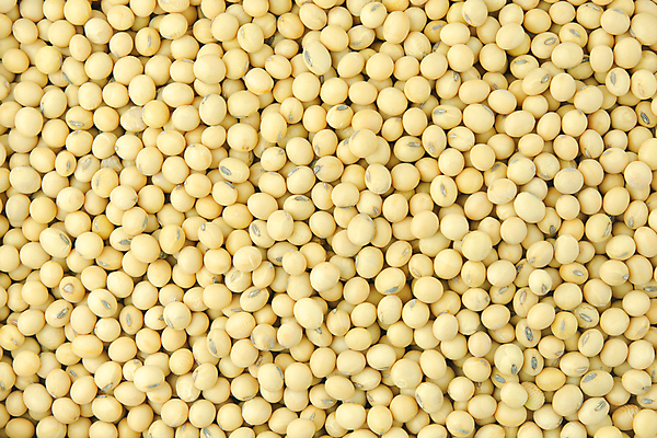 포토 JPG 해외이미지 식물 음식 백그라운드 농업 다이어트 일러스트 재료 자연 콩 건강 씨앗 사람없음 농작물 갈색 노란색 식사 수확 흰색 신선 정상 낟알 가득함 유기농 날것 제비 내추럴 고립 꼬투리 단백질 대두 숙성 채식주의자 해외포토 웰빙 산업 컬러 조류 곡류 생태계 채식 영양소 파일형식 이미지허브