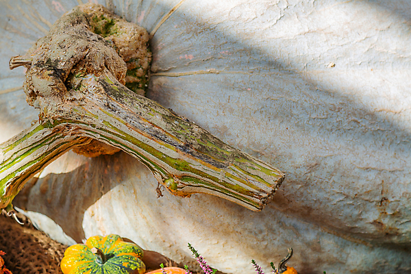 포토 JPG 해외이미지 주간 식물 계절 음식 백그라운드 밭 농업 채소 과일 자연 호박 휴가 건강 사람없음 야외 농작물 컬러풀 농장 환경 정원 할로윈 수확 가을 신선 큼 먹기 계산대 심볼 유기농 날것 박 스쿼시 내추럴 뒤뜰 생태학 숙성 해외포토 자연요소 웰빙 교육 산업 스포츠 컬러 모션 구기 크기 생태계 파일형식 이미지허브