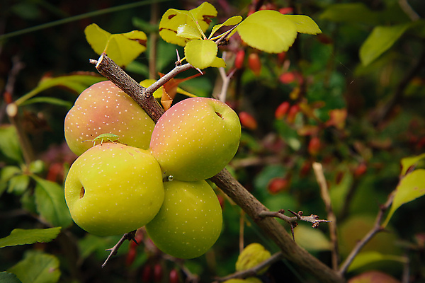 포토 JPG 해외이미지 식물 계절 음식 백그라운드 농업 과일 자연 건강 사람없음 야외 초록색 여름 농작물 농장 노란색 정원 성장 가을 나뭇가지 신선 닫기 달콤 상품 유기농 원예 날것 내추럴 숙성 식용 채식주의자 해외포토 나무 웰빙 산업 컬러 모션 취미 맛 생태계 채식 파일형식 이미지허브