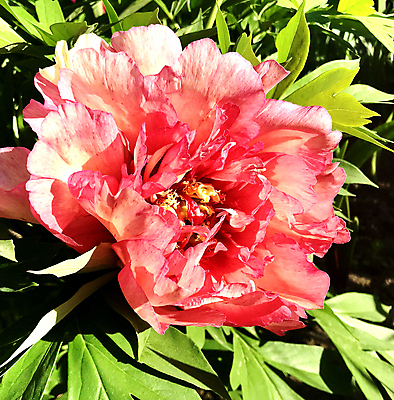 포토 JPG 해외이미지 식물 계절 꽃잎 꽃 꽃다발 결혼 백그라운드 잎 꽃무늬 자연 발렌타인데이 선물 풍경 사람없음 장식 빨간색 여름 정원 봄 성장 벚꽃 개화 정상 다발 배열 향기 아로마 악취 내추럴 구성 작약 해외포토 컬러 무늬 데이이벤트 이벤트 생태계 냄새 파일형식 이미지허브