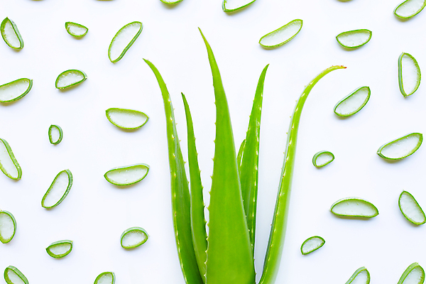 포토 JPG 해외이미지 스튜디오촬영 단면 실내 사람없음 하이앵글 흰배경 알로에 해외포토 식물 뷰포인트 백그라운드 내부 흰색 파일형식 이미지허브