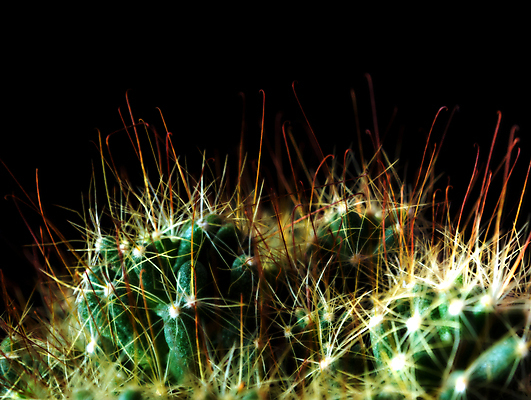 포토 JPG 해외이미지 검은배경 선인장 실내 근접촬영 사람없음 가시 해외포토 식물 뷰포인트 백그라운드 내부 검은색 파일형식 이미지허브