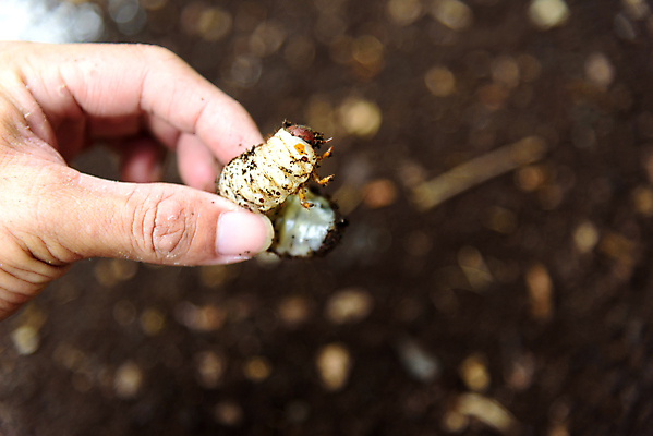 포토 JPG 해외이미지 동물 지구 야생동물 음식 곤충 백그라운드 농업 자연 손바닥 사람없음 갈색 환경 정원 식사 흙 해충 벌레 농부 딱정벌레 유기농 코코넛 애벌레 코뿔소 내추럴 단백질 땅바닥 끈적임 해외포토 직업 손 웰빙 산업 컬러 과일 포유류 바닥 생태계 영양소 파일형식 이미지허브