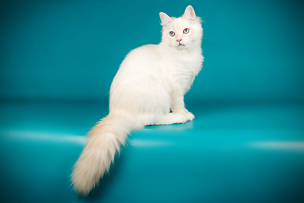 포토 JPG 해외이미지 한마리 사람없음 파란색 반려동물 고양이 네바마스커레이드 해외포토 동물 1 컬러 포유류 파일형식 이미지허브