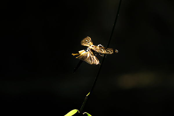 포토 JPG 해외이미지 동물 야생동물 곤충 자연 사람없음 초록색 정원 잠자리 해외포토 컬러 생태계 파일형식 이미지허브