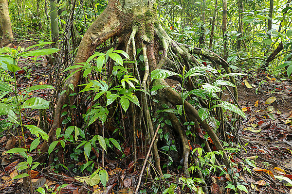포토 JPG 해외이미지 나무 식물 공원 백그라운드 자연 풍경 사람없음 야외 목재 초록색 여름 환경 성장 나뭇가지 숲 큼 열대우림 뿌리 발리 인도네시아 시스템 공상 상록수 마법 거인 내추럴 공격적 땅바닥 해외포토 계절 공공시설 아시아 컬러 섬 컨셉 재료 바닥 크기 생태계 파일형식 이미지허브