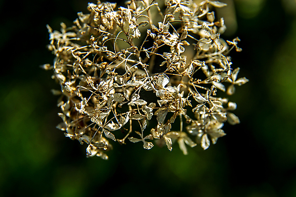 포토 JPG 해외이미지 나무 식물 계절 공원 꽃잎 꽃 백그라운드 잎 꽃무늬 자연 사람없음 야외 초록색 여름 새싹 정원 어둠 봄 벚꽃 흰색 나뭇가지 신선 원형 개화 닫기 다발 관목 원예 녹색배경 내추럴 해외포토 도형 공공시설 컬러 무늬 모션 취미 생태계 파일형식 이미지허브