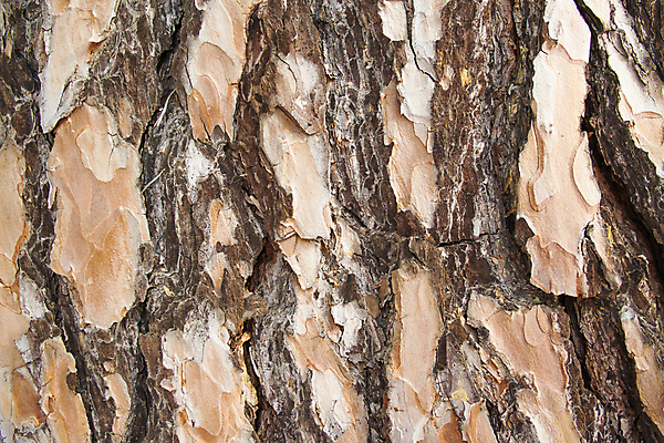 포토 JPG 해외이미지 나무 식물 공원 백그라운드 패턴 자연 벽지 표면 추상 건조 사람없음 야외 목재 초록색 갈색 환경 소나무 거친 숲 피부 묘사 질감 나무껍질 잡동사니 내추럴 그런지 수목 옛날 울퉁불퉁 해외포토 공공시설 컬러 무늬 재료 신체부위 껍질 생태계 파일형식 이미지허브