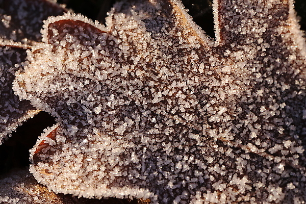 포토 JPG 해외이미지 식물 계절 백그라운드 잎 크리스마스 겨울 밭 자연 아침 날씨 사람없음 야외 초록색 빛 햇빛 냉동 얼음 추위 가을 흰색 신선 숲 12월 크리스탈 질감 서리 내추럴 반투명 해외포토 주간 자연요소 기념일 컬러 농업 태양 날짜 광석 생태계 파일형식 이미지허브