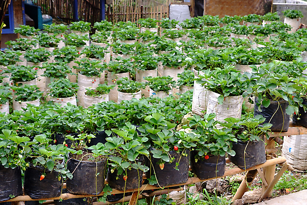 포토 JPG 해외이미지 나무 식물 접시 열매 꽃 음식 백그라운드 잎 농업 다이어트 과일 재료 자연 딸기 디저트 건강 씨앗 사람없음 목재 빨간색 정원 수확 나뭇가지 신선 달콤 맛 먹기 유기농 날것 내추럴 숙성 온실 채식주의자 해외포토 식기 웰빙 산업 컬러 컨셉 모션 생태계 채식 파일형식 이미지허브