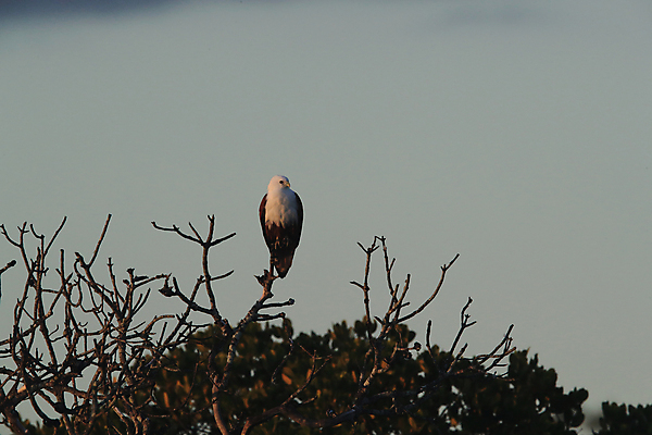 포토 JPG 해외이미지 주간 나무 야생동물 사람없음 야외 독수리 흰머리독수리 해외포토 자연요소 식물 동물 조류 파일형식 이미지허브