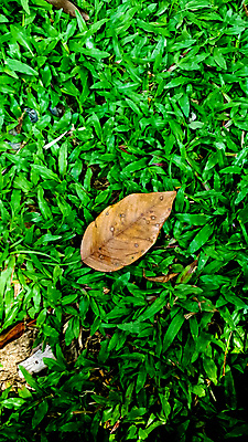 포토 JPG 해외이미지 식물 디자인 공원 스포츠 백그라운드 밭 부분 조류 휴식 미술 앉기 잔디 사람없음 초록색 우주 환경 정원 축구 봄 공백 성장 칼날 정상 땅 에코 질감 머리위 내추럴 평야 그리너리 해외포토 동물 계절 공공시설 컬러 컨셉 농업 모션 자연 문화예술 구기 파일형식 트랜드컬러 이미지허브