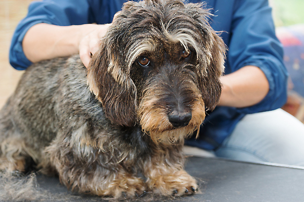 포토 JPG 해외이미지 실내 한명 성인 앞모습 반려동물 잡기 개 닥스훈트 돌봄 애견미용 성인한명만 해외포토 동물 1 뷰포인트 포유류 모션 사람 내부 뷰티 성인만 파일형식 이미지허브