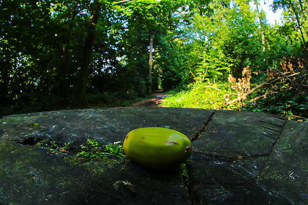 포토 JPG 해외이미지 라이프스타일 응시 과학 포유류 영국 털 파노라마 사람없음 가로 세로 컬러풀 햇빛 일본 보라색 고요 활발 성장 영혼 호주 떨어짐 설치류 땅 복지 시작 생태계 질감 생물학 꼬리 심플 여우 먼지 도토리 솜털 건강식 고립 광합성 카피스페이스 부족함 해외포토 동물 시선 교육 유럽 아시아 음식 컬러 컨셉 촬영기법 생활 태양 공백 견과류 오세아니아 사회이슈 파일형식 이미지허브