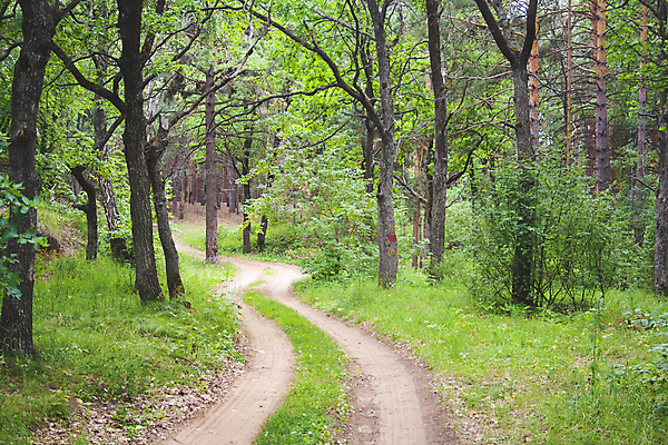 포토 JPG 해외이미지 나무 식물 라이프스타일 계절 공원 도로 백그라운드 잎 밭 자연 아침 건강 풍경 사람없음 야외 목재 초록색 여름 빛 햇빛 태양 평화 환경 맑음 고요 봄 산책 하이킹 성장 나뭇가지 시골 신선 소나무 황무지 숲 장면 내추럴 삼림지대 생태학 화창 해외포토 주간 자연요소 공공시설 교육 길 컬러 컨셉 농업 재료 교통시설 레저 날씨 휴식 생활 생태계 파일형식 이미지허브