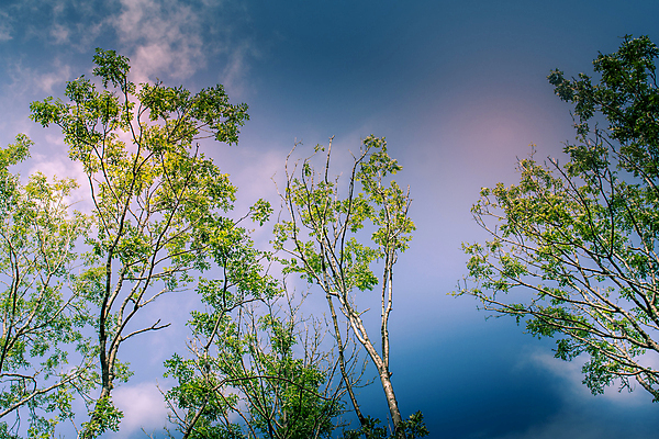 포토 JPG 해외이미지 나무 식물 계절 낙엽 잎 자연 사람없음 여름 햇빛 봄 성장 나뭇가지 신선 꽃수술 해외포토 태양 생태계 파일형식 이미지허브