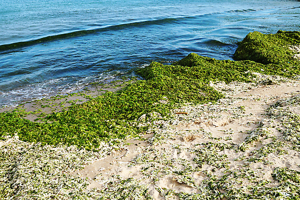 포토 JPG 해외이미지 바다 여행 백그라운드 자연 하늘 표면 추상 노르웨이 풍경 사람없음 야외 초록색 물 여름 파란색 햇빛 환경 해조류 오브젝트 질감 드론 생태학 해외포토 자연요소 계절 교육 유럽 컬러 무늬 태양 해양식물 생태계 파일형식 이미지허브