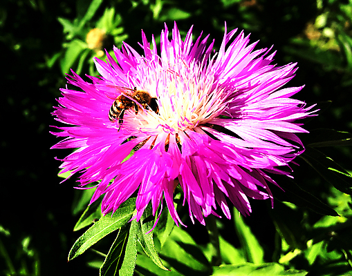 포토 JPG 해외이미지 식물 동물 꽃잎 꽃 음식 곤충 날개 자연 건강 사람없음 여름 농장 정원 봄 들꽃 벚꽃 가을 시골 신선 업무 달콤 꿀벌 상품 벌 청소 먹기 만들기 꽃가루 꿀 찌르기 벌집 내추럴 기어가기 생태학 수유 양봉 양봉장 호박벌 해외포토 계절 교육 농업 모션 작업 맛 벌_곤충 가루 생태계 파일형식 이미지허브