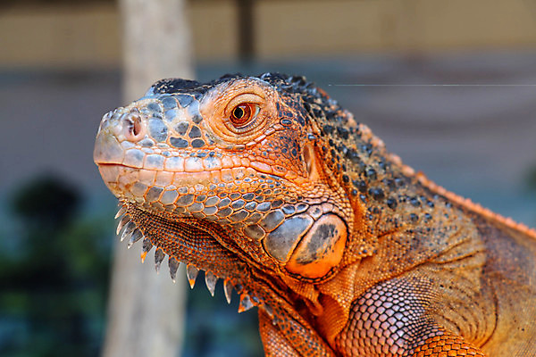 포토 JPG 해외이미지 동물 1 야생동물 여행 백그라운드 파충류 자연 하늘 생물 사람없음 야외 옆모습 초록색 파란색 컬러풀 갈색 머리 미국 침묵 흰색 용 성 피부 척추 눈금 도마뱀 이구아나 마야 대가리 해외포토 건축물 뷰포인트 컬러 북아메리카 뼈 신체부위 소리 생태계 마야문명 파일형식 이미지허브