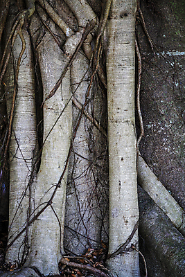 포토 JPG 해외이미지 나무 식물 외관 음식 줄기 백그라운드 자연 씨앗 사람없음 야외 초록색 갈색 정원 검은색 어둠 성장 호주 보호 숲 큼 싱글 에코 질감 뿌리 나무껍질 리빙 무화과 내추럴 꼬투리 옛날 해외포토 컬러 컨셉 과일 환경 껍질 오세아니아 크기 생태계 파일형식 이미지허브