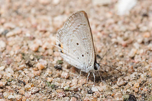 포토 JPG 해외이미지 나무 동물 꽃 벽 나비 곤충 백그라운드 밭 자연 사람없음 초록색 여름 컬러풀 갈색 검은색 흰색 큼 내추럴 해외포토 식물 계절 컬러 농업 크기 생태계 파일형식 이미지허브