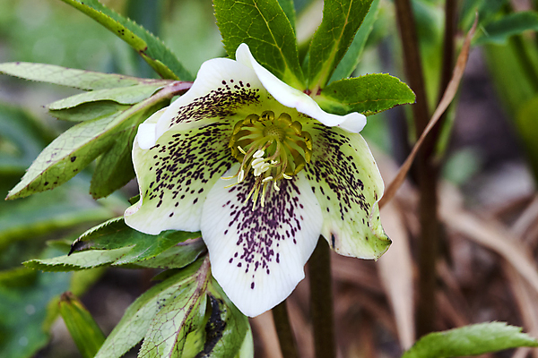 포토 JPG 해외이미지 식물 1 계절 꽃잎 꽃 백그라운드 잎 크리스마스 겨울 꽃무늬 자연 종류 사람없음 야외 가로 초록색 정원 보라색 검은색 봄 성장 흰색 개화 닫기 12월 싱글 원예 향기 상록수 1월 삼림지대 해외포토 기념일 컬러 무늬 모션 취미 날짜 숲 생태계 냄새 파일형식 이미지허브