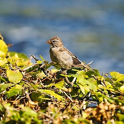 포토 JPG 해외이미지 동물 야생동물 자연 조류 주택 사람없음 야외 갈색 회색 흰색 깃털 참새 해외포토 컬러 건물 생태계 파일형식 이미지허브