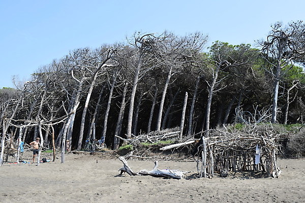 포토 JPG 해외이미지 나무 유럽 바다 자연 휴가 풍경 해변 사람없음 야외 목재 여름 태양 이탈리아 안개 소나무 황무지 분위기 숲 지중해 토스카나 해외포토 자연요소 식물 계절 나라 컨셉 재료 날씨 생태계 파일형식 이미지허브