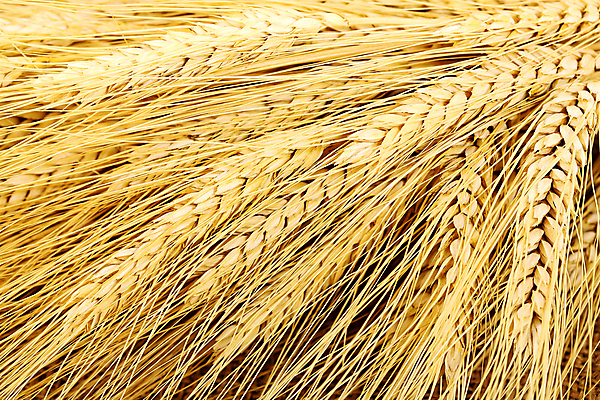 포토 JPG 해외이미지 식물 음식 빵 백그라운드 농업 재료 자연 사람없음 여름 농작물 노란색 수확 성장 낟알 시리얼 밀 보리 귀 밀가루 내추럴 밭일 해외포토 계절 산업 컬러 곡류 신체부위 가루 생태계 파일형식 이미지허브