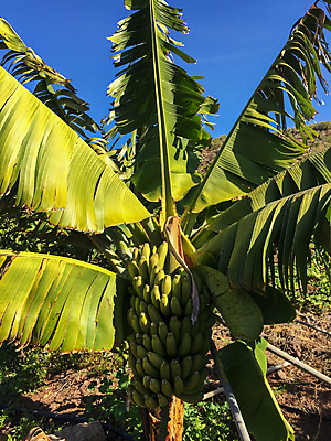 포토 JPG 해외이미지 나무 식물 유럽 음식 섬 잎 농업 채소 과일 아프리카 자연 하늘 바나나 건강 손바닥 사람없음 야외 초록색 성장 신선 스페인 닫기 유기농 내추럴 숙성 이국적 해외포토 손 웰빙 나라 산업 컬러 모션 생태계 파일형식 이미지허브