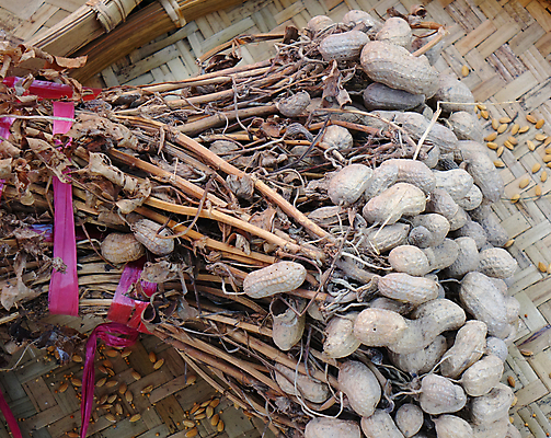 포토 JPG 해외이미지 식물 음식 줄기 농업 건조 쟁반 건강 사람없음 농작물 갈색 견과류 껍질 대나무 유기농 땅콩 내추럴 해외포토 나무 웰빙 산업 컬러 파일형식 이미지허브