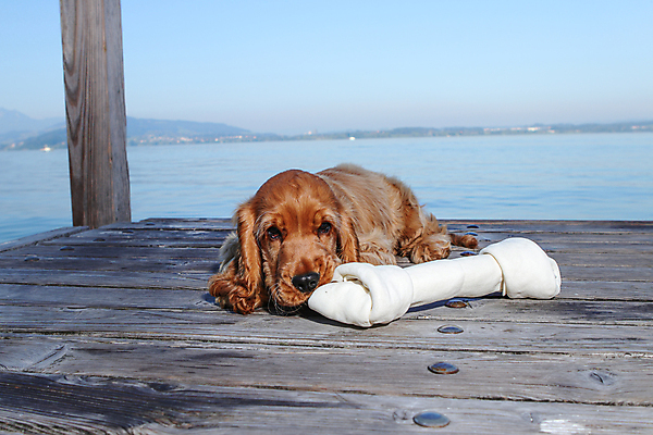 포토 JPG 해외이미지 응시 야생동물 장난 포유류 놀이 휴식 털 피곤 서기 앉기 사람없음 야외 가로 친구 반려동물 달리기 약 머리 걷기 귀여움 고양이 성장 황금 개 골든리트리버 리트리버 강아지 은색 모피 래브라도리트리버 혀 부드러움 솜털 송곳니 단절 유래 천진난만 해외포토 동물 시선 컬러 컨셉 의학 관계 모션 신체부위 입 감각 치아 파일형식 이미지허브