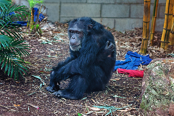 포토 JPG 해외이미지 동물 응시 행복 얼굴 야생동물 백그라운드 생각 포유류 자연 초식동물 휴식 털 동물원 종류 사람 사람없음 환경 검은색 전시 원숭이 표현 닫기 보호 열대우림 심볼 즐거움 서식지 유인원 고릴라 침팬지 고립 배려 혼자 해외포토 시선 감정 컬러 컨셉 모션 신체부위 숲 생태계 파일형식 이미지허브