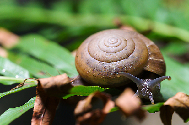 포토 JPG 해외이미지 주간 한마리 잎 근접촬영 사람없음 야외 아웃포커스 소프트포커스 마른잎 해외포토 자연요소 식물 1 뷰포인트 촬영기법 파일형식 이미지허브
