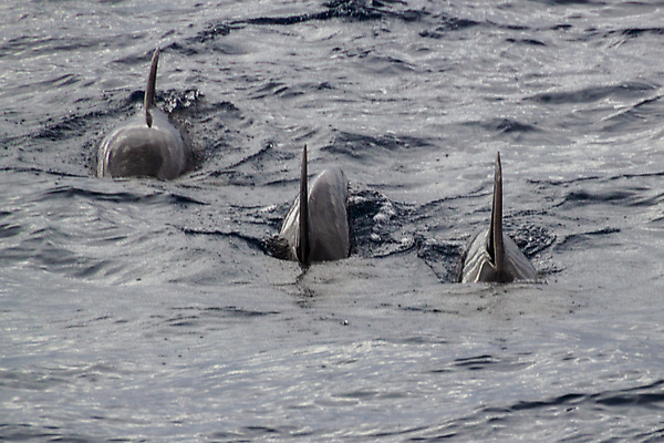 포토 JPG 해외이미지 동물 유럽 야생동물 파도 바다 섬 포즈 겨울 모션 아프리카 자연 조류 3 어류 사람없음 야외 물 파란색 수영 추위 스페인 고래 돌고래 지느러미 상어 대서양 내추럴 해외포토 자연요소 계절 나라 컬러 포유류 수중동물 수상스포츠 생태계 파일형식 이미지허브