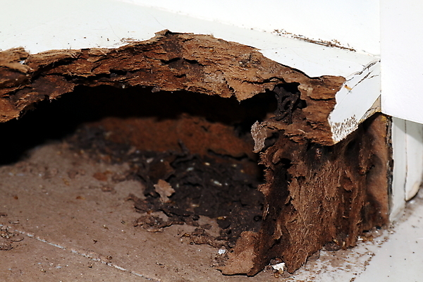 포토 JPG 해외이미지 식물 동물 벽 곤충 백그라운드 패턴 자연 표면 추상 벽돌 주택 실내 사람없음 목재 갈색 흙 블록 손상 흰색 거친 터널 닫기 해충 둥지 먹기 언덕 질감 나무껍질 개미 잡동사니 내추럴 그런지 수목 식민지 썩음 옛날 해외포토 나무 길 컬러 컨셉 무늬 재료 모션 내부 건물 껍질 벌레 생태계 파일형식 이미지허브