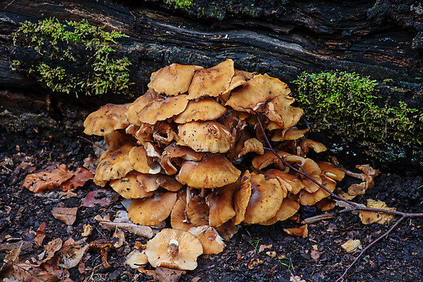 포토 JPG 해외이미지 계절 음식 백그라운드 자연 이끼 사람없음 초록색 여름 버섯 봄 모임 가을 흰색 신선 숲 유기농 내추럴 곰팡이 해외포토 웰빙 컬러 생태계 파일형식 이미지허브