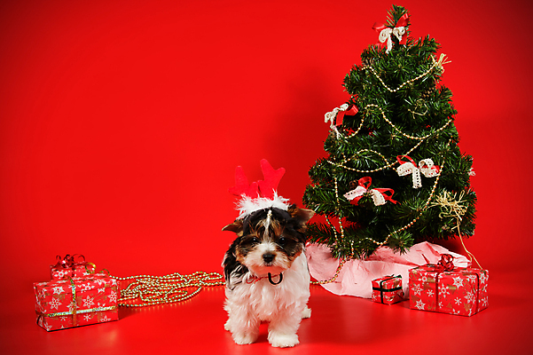 포토 JPG 해외이미지 나무 동물 1 행복 새끼 백그라운드 크리스마스 공 휴가 새로움 털 미소 사람없음 장식 빨간색 반려동물 산타클로스 귀여움 검은색 거울 흰색 개 달콤 강아지 작음 샴페인 요크셔테리어 테리어 연도 사진사 활 솜털 송곳니 기르기 비버 삼색 해외포토 식물 기념일 감정 컬러 컨셉 포유류 주류 표정 맛 치아 크기 작가 돌봄 파일형식 이미지허브