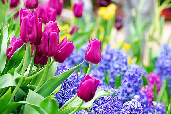 포토 JPG 해외이미지 공원 꽃잎 꽃 백그라운드 잎 겨울 사람없음 야외 빛 햇빛 정원 맑음 튤립 제비꽃 해외포토 식물 계절 공공시설 날씨 태양 파일형식 이미지허브