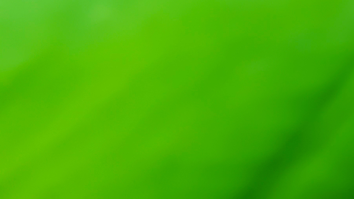 포토 JPG 해외이미지 템플릿 디자인 파도 백그라운드 잎 패턴 곡선 일러스트 자연 벽지 추상 미래 창조 미술 경사 사람없음 가로 초록색 빛 컬러풀 햇빛 우주 맑음 수중 공백 흐름 흰색 매끈함 소프트포커스 질감 보케 심플 부드러움 비네팅 깊이 블러 터키석 카피스페이스 해외일러스트 식물 선 바다 컬러 컨셉 무늬 날씨 문화예술 촬영기법 태양 감각 보석 생태계 파일형식 이미지허브