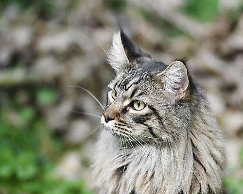 포토 JPG 해외이미지 동물 척추동물 응시 얼굴 백그라운드 포유류 자연 수염 털 앉기 사람없음 빨간색 여름 반려동물 머리 귀여움 고양이 줄무늬 흰색 달콤 큼 모피 호기심 꼬리 귀 얼룩무늬 솜털 거짓말 고립 기르기 해외포토 시선 계절 감정 컬러 컨셉 무늬 모션 신체부위 맛 크기 생태계 돌봄 파일형식 이미지허브