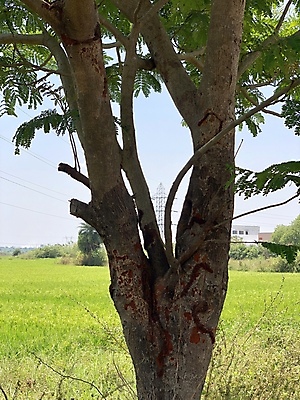 포토 JPG 해외이미지 나무 식물 공원 산업 선 잎 밭 농업 자연 하늘 풍경 사람없음 야외 목재 초록색 여름 파란색 햇빛 환경 탑 힘 봄 에너지 나뭇가지 시골 숲 큼 장면 철사 나무껍질 봉 철탑 내추럴 옛날 전압 수평선 해외포토 건축물 계절 공공시설 컬러 재료 태양 껍질 크기 생태계 파일형식 이미지허브