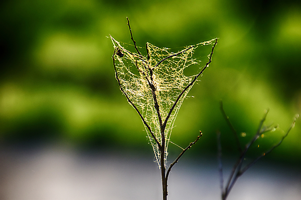 포토 JPG 해외이미지 식물 계절 백그라운드 잎 자연 사람없음 야외 초록색 컬러풀 정원 봄 나뭇가지 거미줄 내추럴 해외포토 나무 컬러 생태계 파일형식 이미지허브