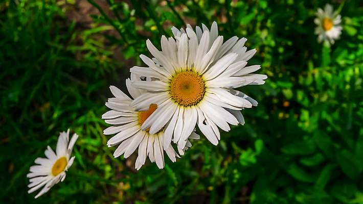 포토 JPG 해외이미지 식물 디자인 계절 꽃잎 꽃 줄기 백그라운드 잎 꽃무늬 밭 자연 건강 사람없음 야외 초록색 햇빛 태양 약 노란색 머리 정원 맑음 봄 성장 벚꽃 흰색 시골 신선 그룹 허브 묘사 에코 데이지 내추럴 캐모마일 해외포토 자연요소 컬러 무늬 농업 의학 날씨 신체부위 환경 생태계 파일형식 이미지허브